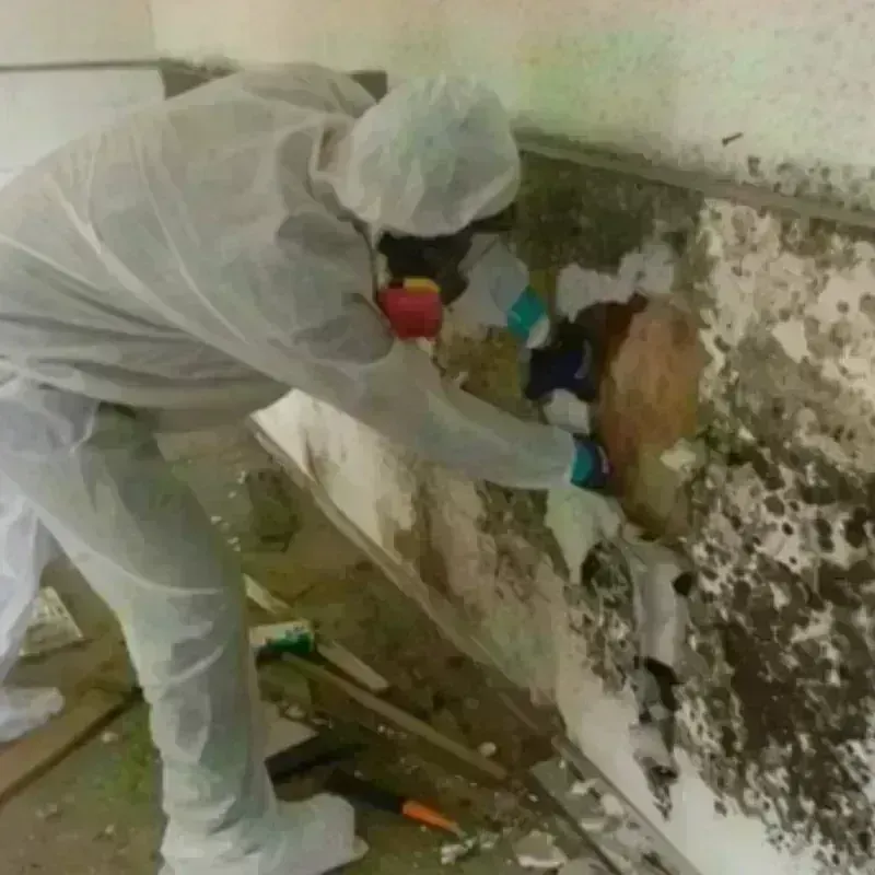 Mold Remediation and Removal in Taos County, NM